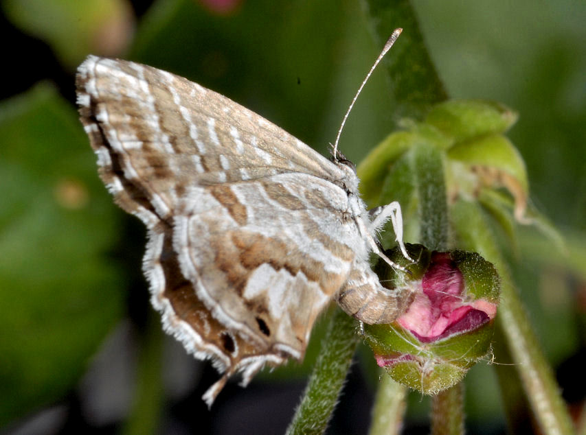 E'' tornata Cacy!